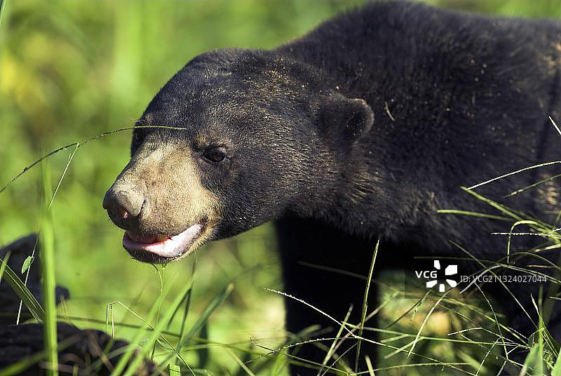 马来熊，加里曼丹，婆罗洲，印度尼西亚，亚洲图片素材