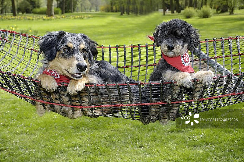 搜救犬：澳大利亚牧羊犬和贵宾犬，德国图片素材