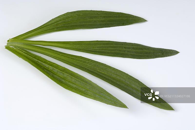 车前草图片素材