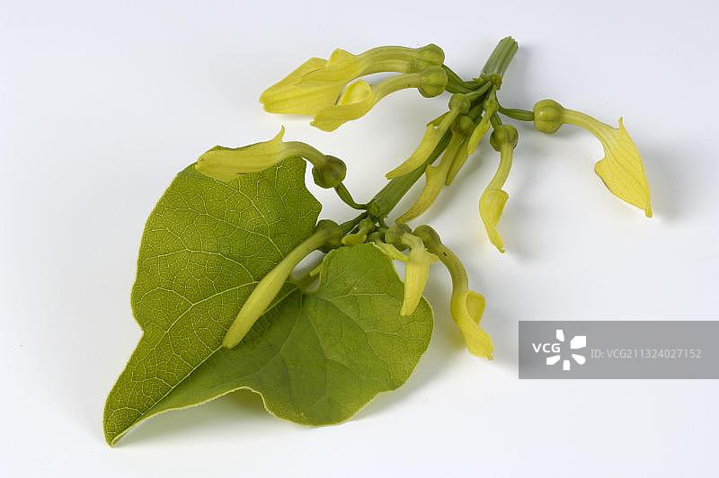 欧防己图片素材