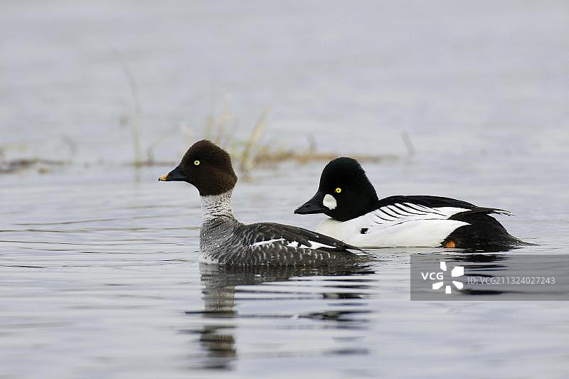 普通金眼鸭（Bucephala clangula），侧面，一对，瑞典，欧洲图片素材