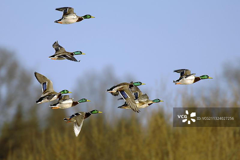 绿头鸭（瑞典，欧洲）图片素材