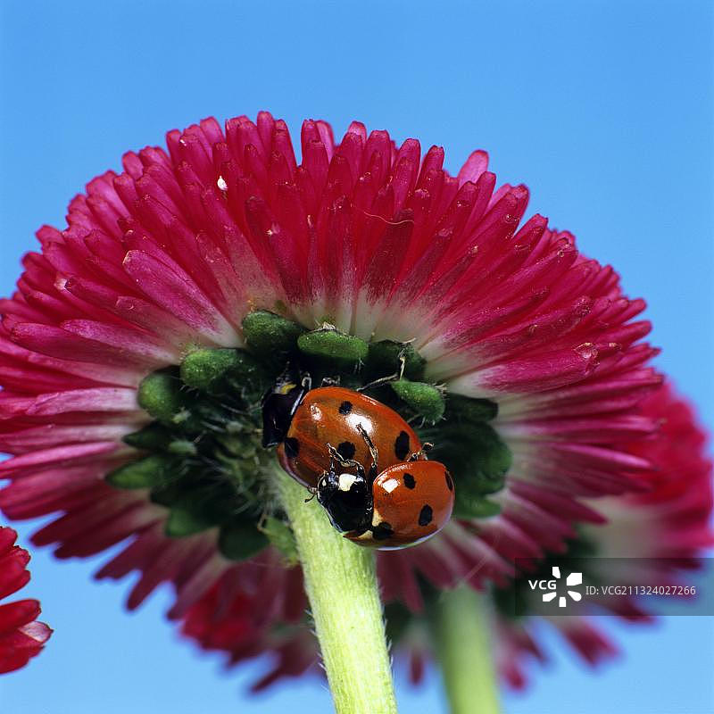 交配中的七星瓢虫图片素材