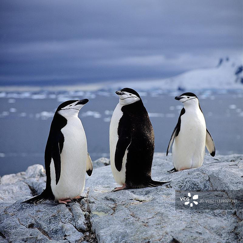 帽带企鹅图片素材