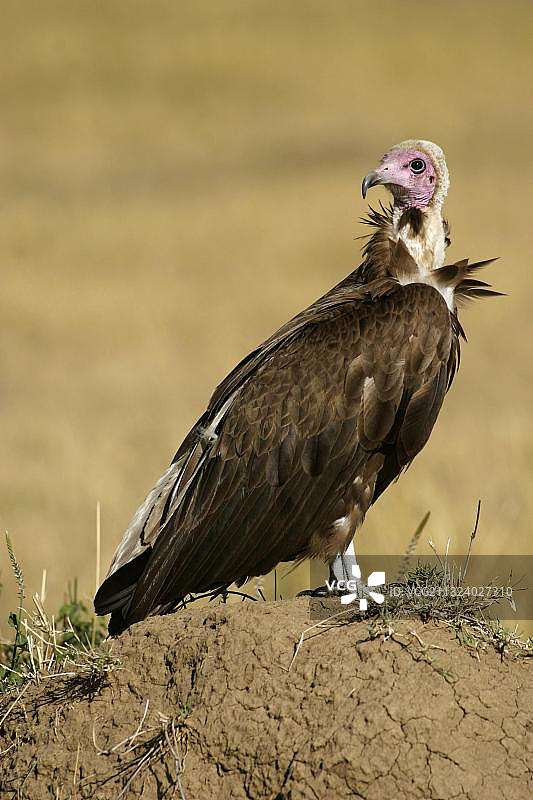 肯尼亚马赛马拉国家公园的秃鹫图片素材