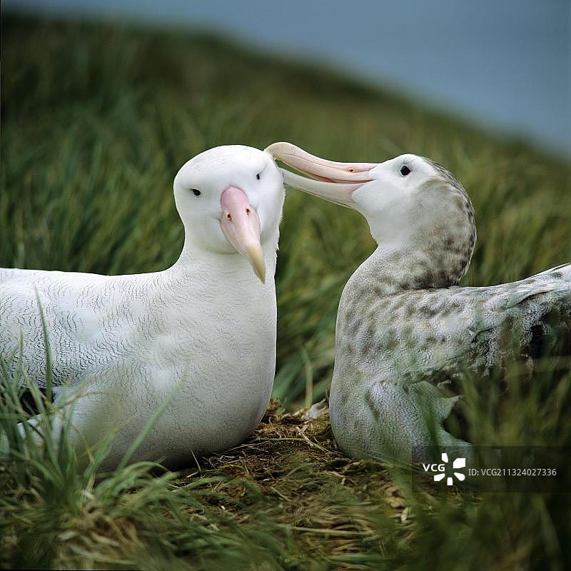 漂泊信天翁（Diomedea exulans），一对图片素材