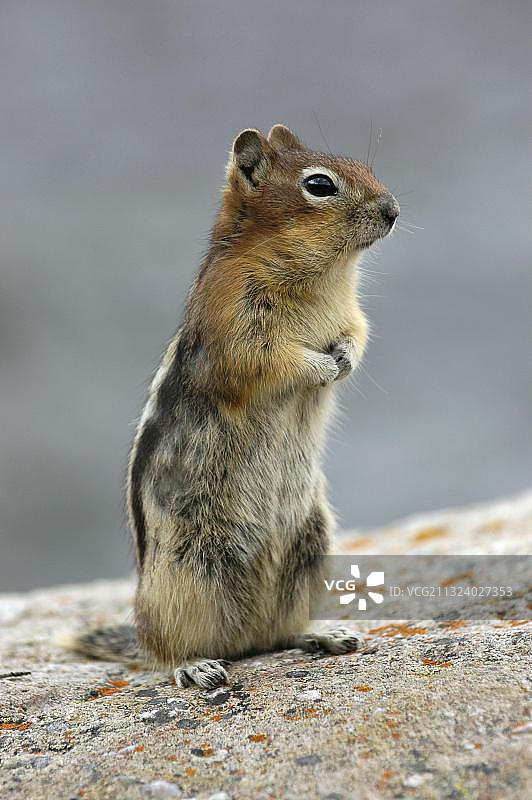 贾斯珀国家公园，阿尔伯塔(Citellus lateralis)，金衣囊鼠(spermoophilus lateralis)，金条纹花栗鼠，加拿大，北美图片素材