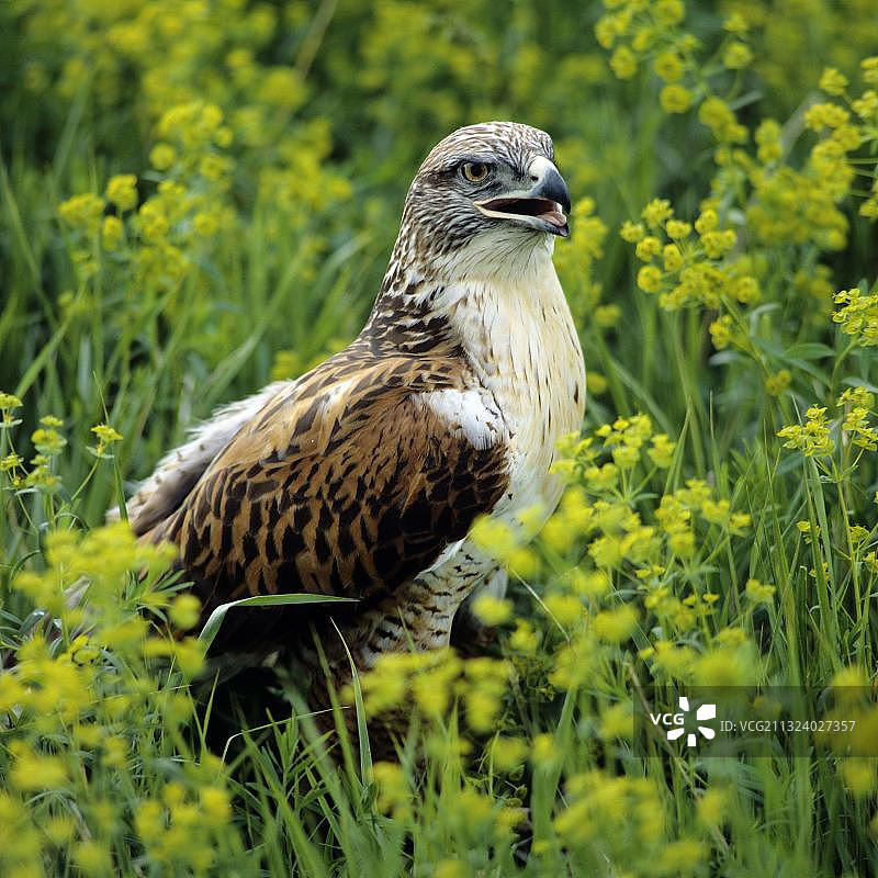 白鹰（Buteo regalis）图片素材