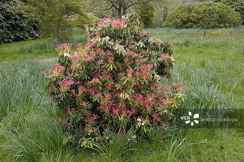 日本吊钟花图片素材