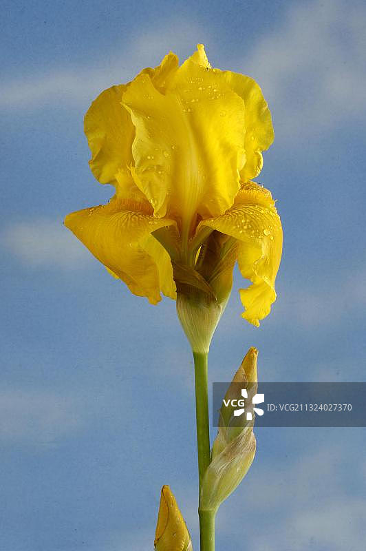 黄菖蒲旗帜图片素材