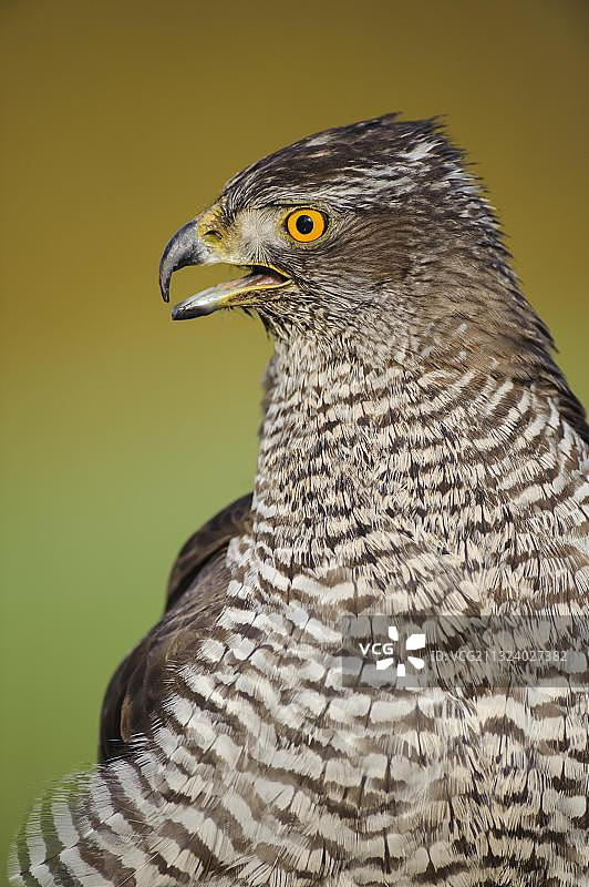 德国下萨克森苍鹰图片素材