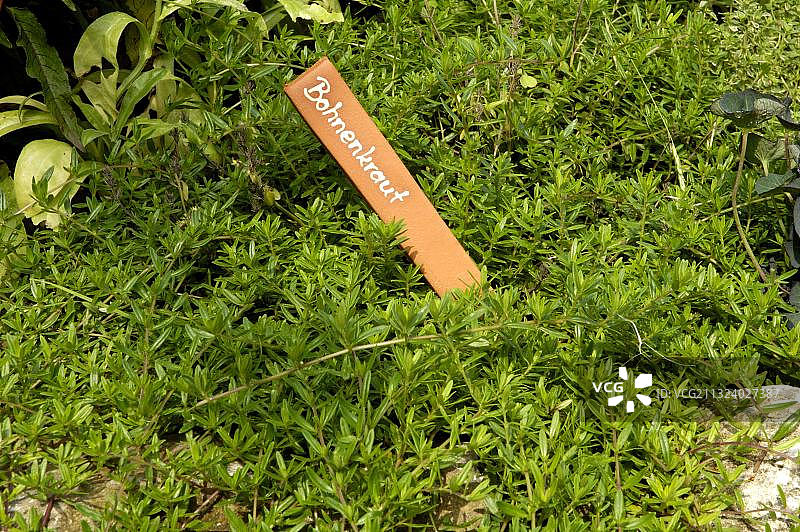 冬季香薄荷图片素材