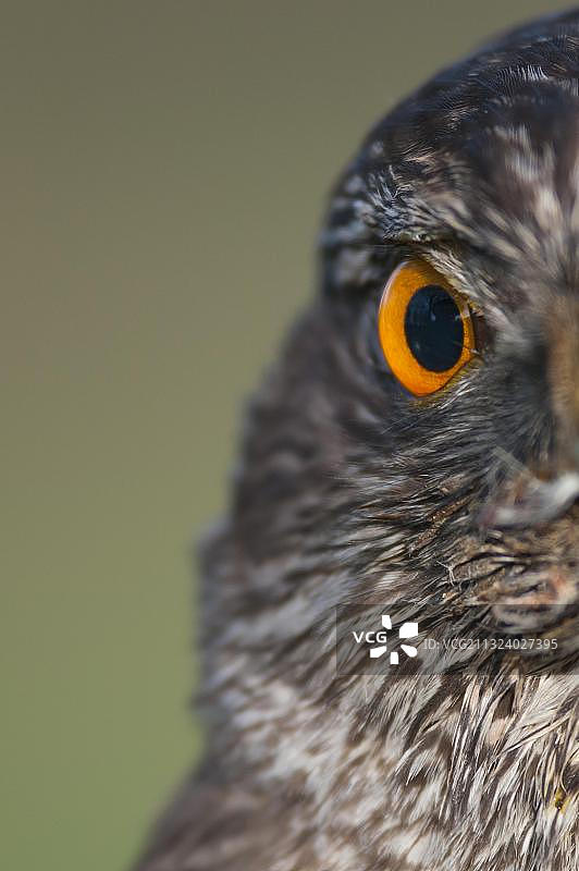 德国下萨克森苍鹰图片素材