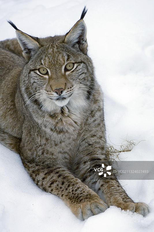 欧亚猞猁图片素材
