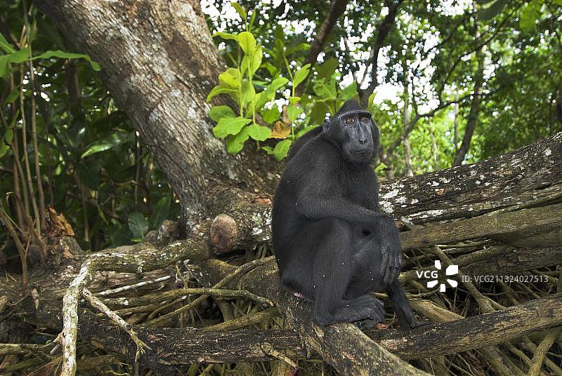 苏拉威西猕猴，印度尼西亚，亚洲图片素材