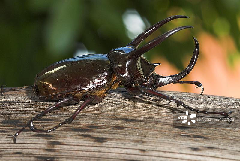 苏拉威西岛唐克科自然保护区犀金龟（侧面），印度尼西亚，亚洲图片素材