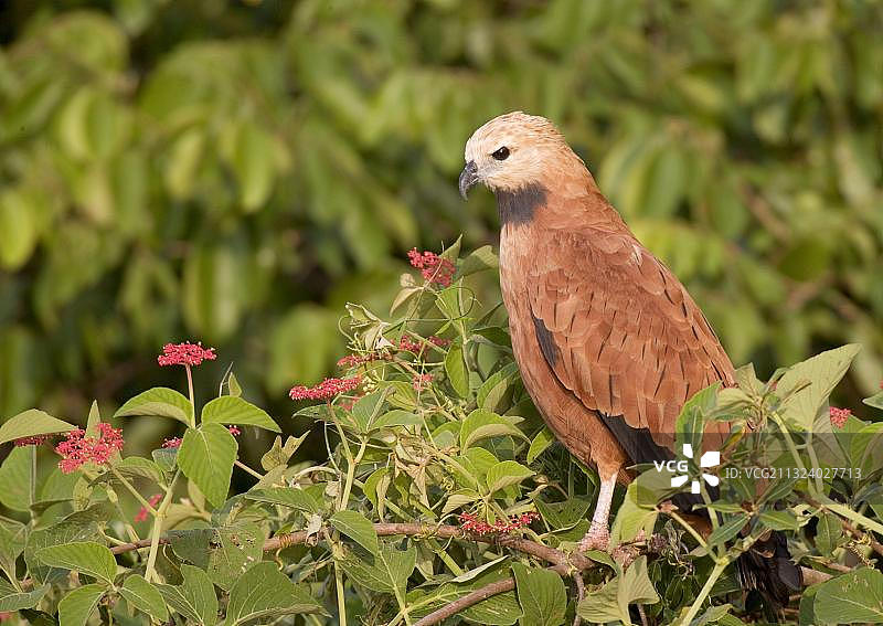 黑领鵟，巴西图片素材