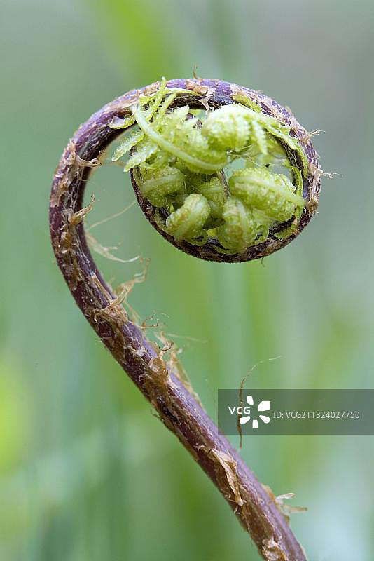欧洲德国巴伐利亚的蹄盖蕨图片素材