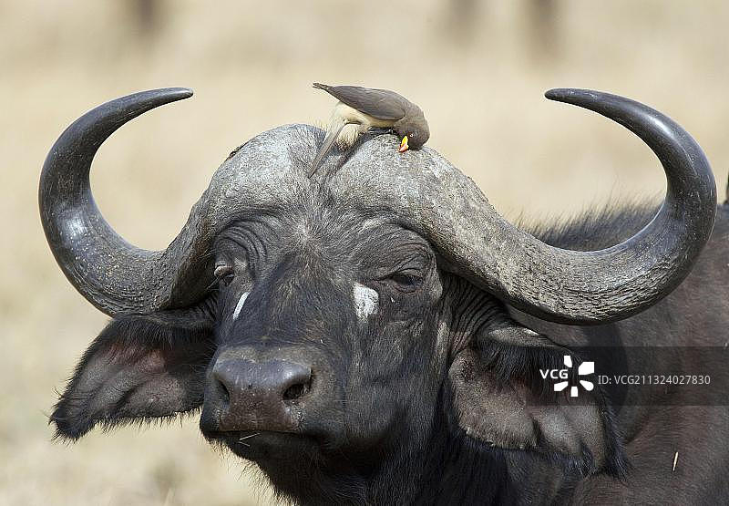 非洲肯尼亚马赛马拉野生动物保护区非洲水牛和黄嘴牛椋鸟图片素材