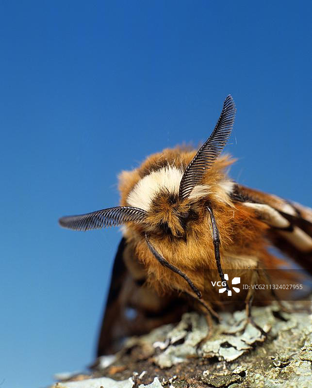 桦尺蠖图片素材