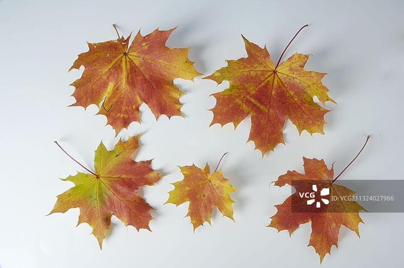 挪威枫叶图片素材