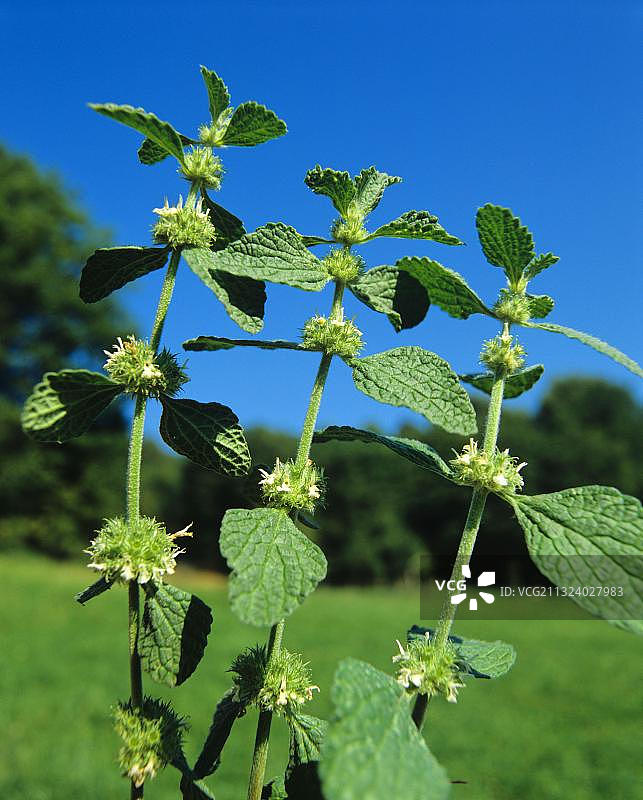 普通白夏至草图片素材