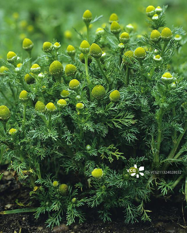 无辐射甘菊图片素材