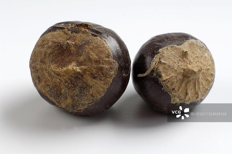 瓜拉纳种子图片素材