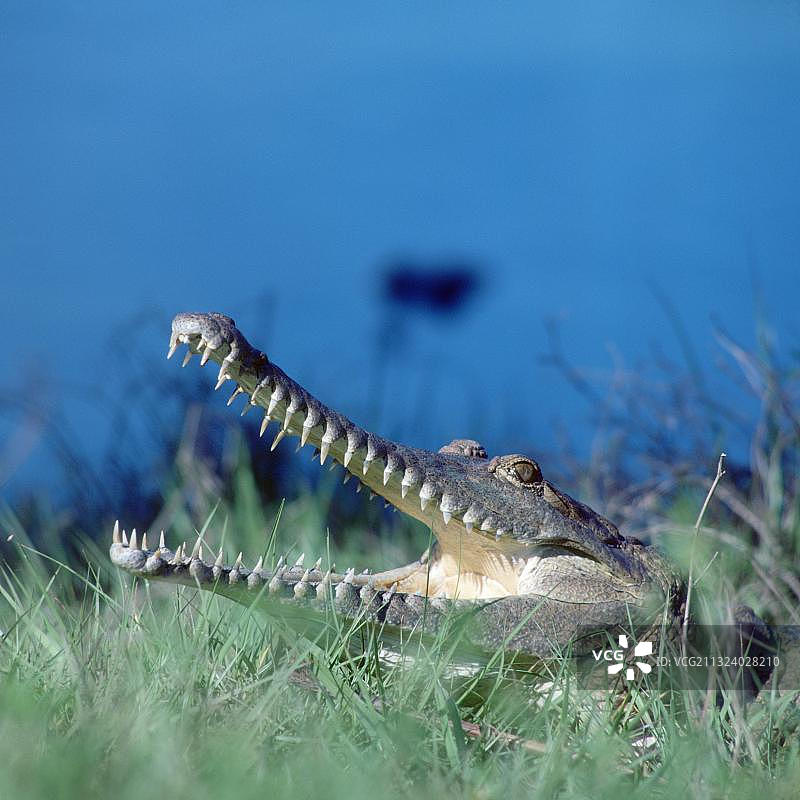 淡水鳄鱼图片素材