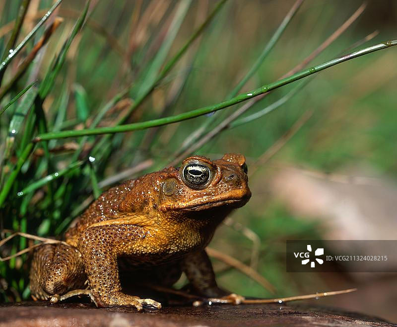 海蟾蜍图片素材