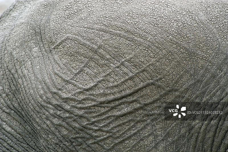 非洲象的皮肤细节图片素材