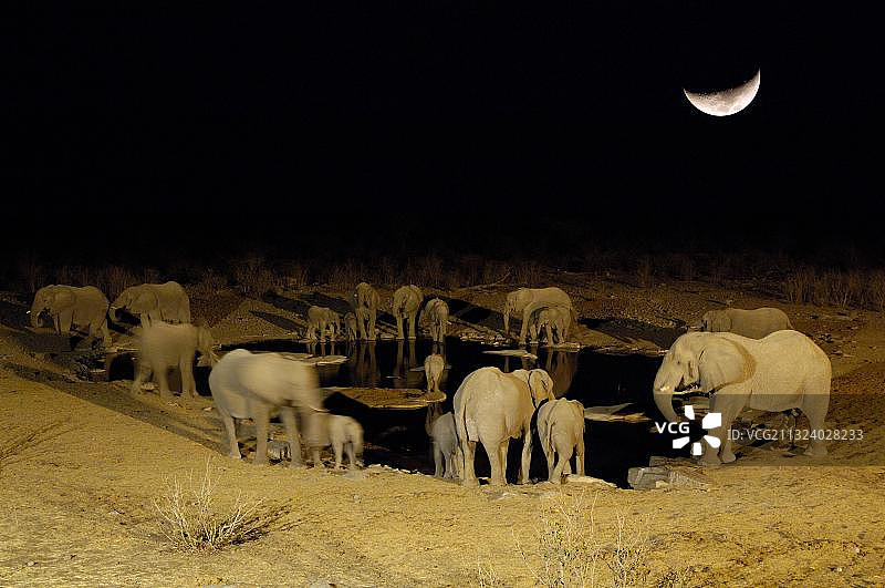 纳米比亚埃托沙国家公园夜晚水坑边的非洲象图片素材