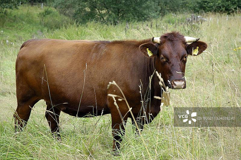 红色牛群（德国黑森州）图片素材