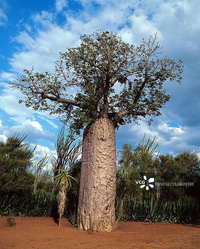 猴面包树，马达加斯加，非洲图片素材