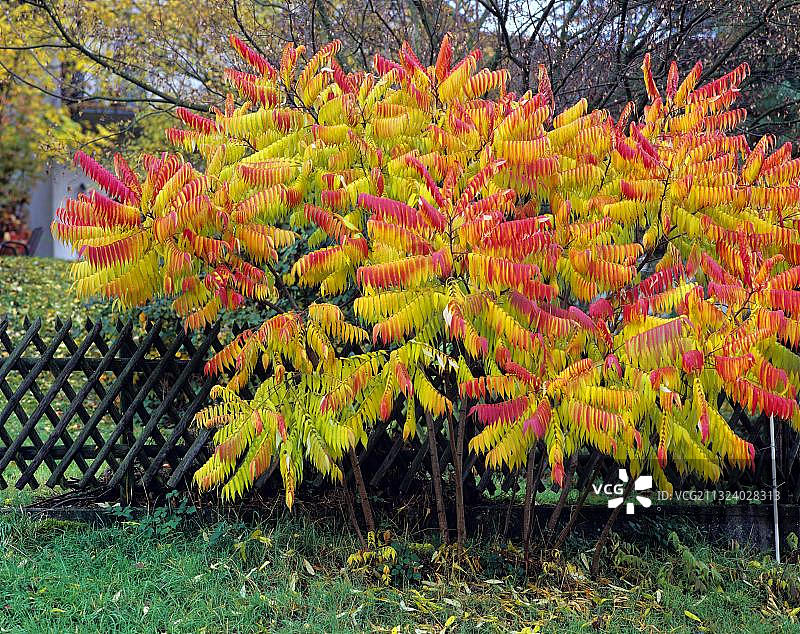火炬漆树图片素材