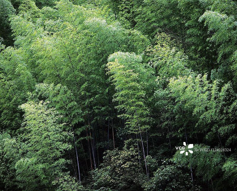 中国黄山竹林风光图片素材
