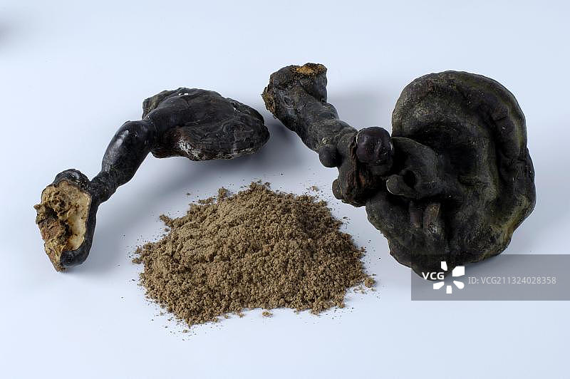 灵芝及其粉末图片素材