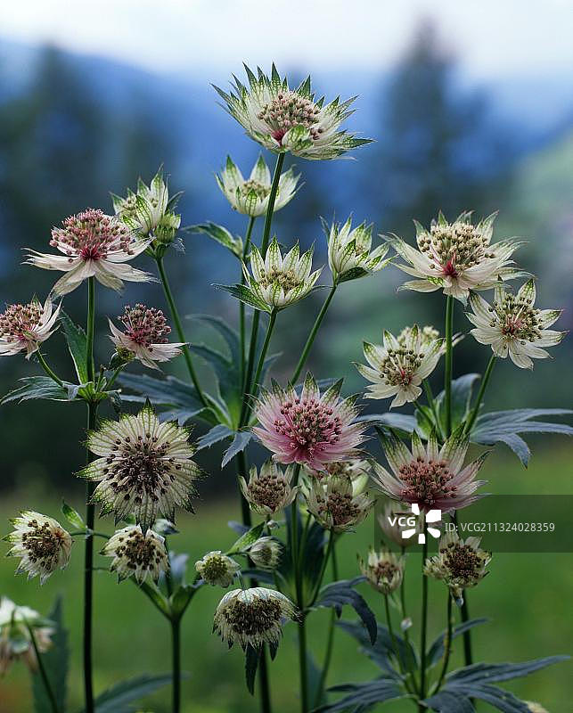 小星芹图片素材