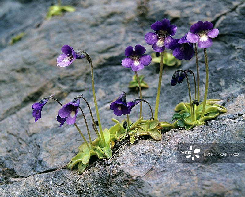 普通 Pinguicula vulgaris图片素材