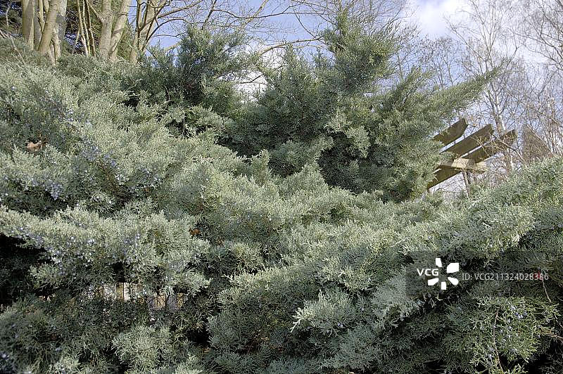 维吉尼亚雪松“灰猫头鹰”图片素材