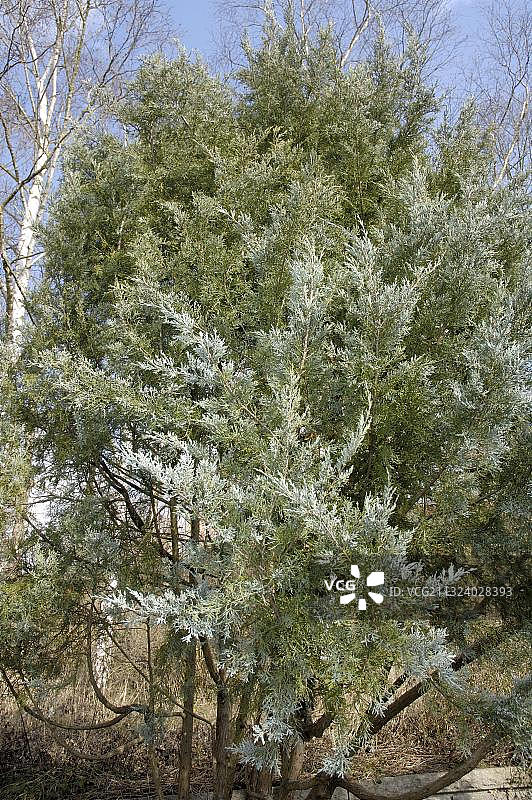 落基山圆柏图片素材