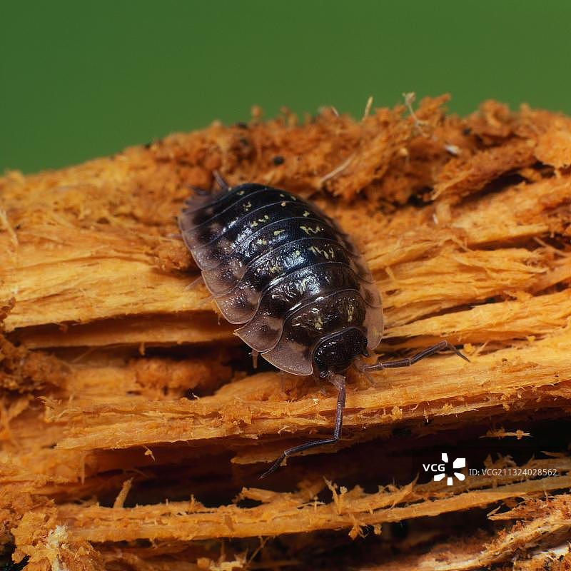 粗糙鼠妇（Porcellio scaber）图片素材