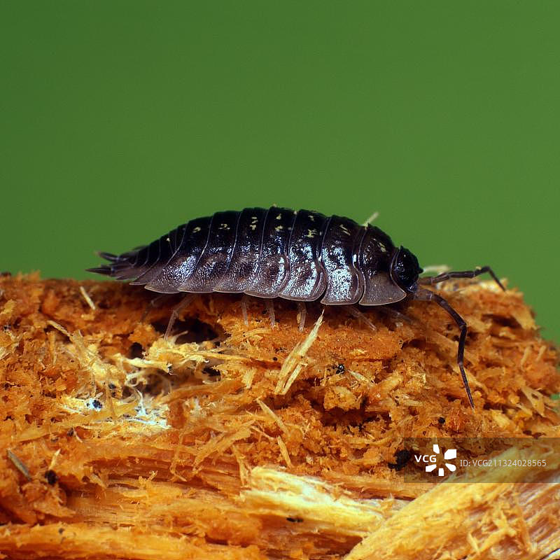 粗糙鼠妇（Porcellio scaber）图片素材
