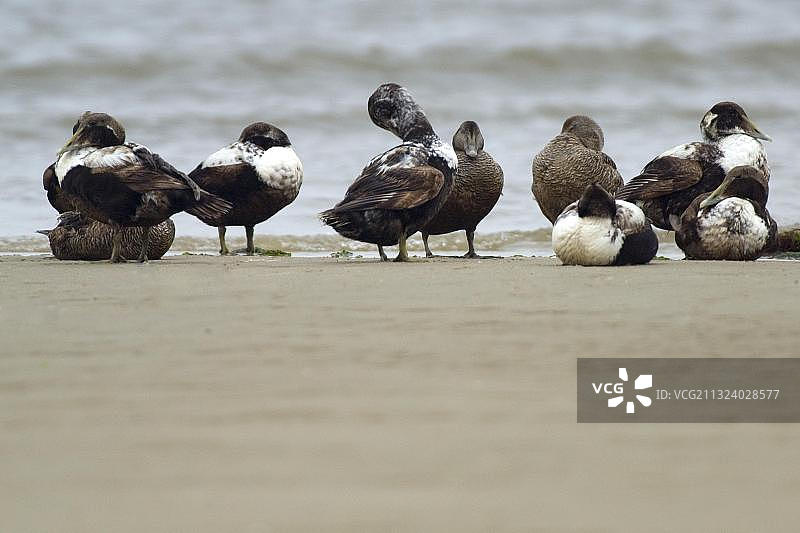 普通绒鸭，荷兰泰塞尔图片素材
