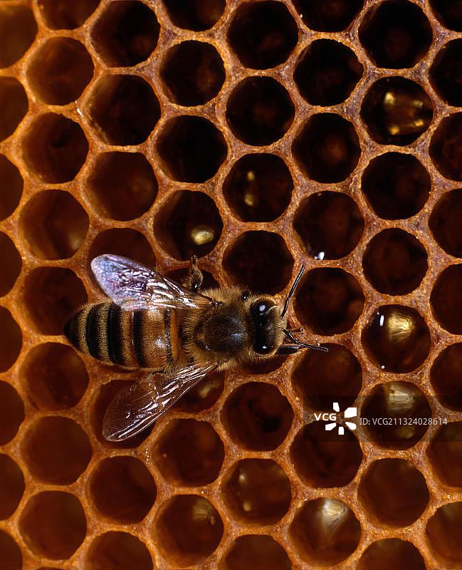 蜜蜂在蜂巢上图片素材