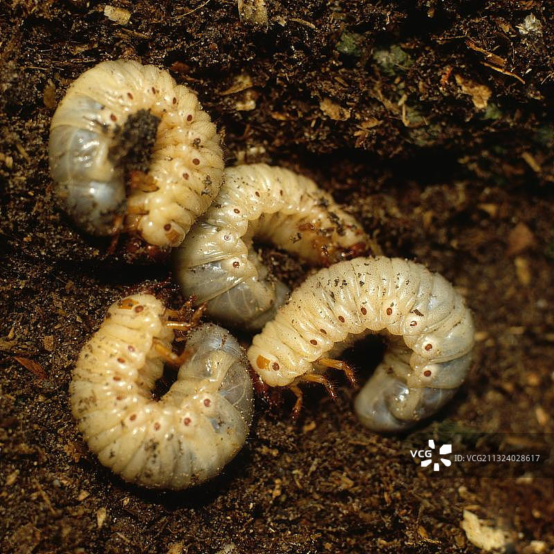 锹甲（Lucanus cervus）幼虫图片素材