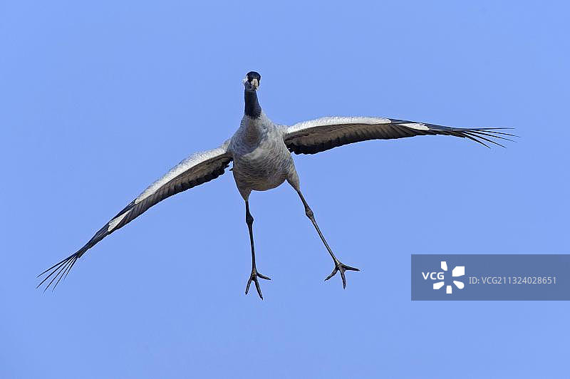 普通鹤，瑞典韦斯特约特兰，欧洲图片素材