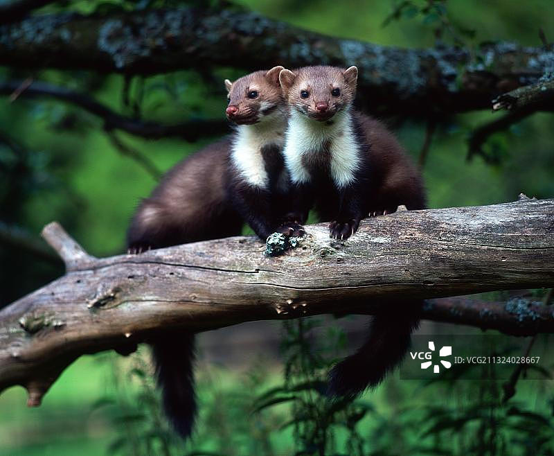 европейские каменные куницы (Martes foina), молодые животные图片素材