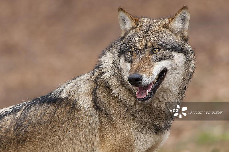 狼（灰狼）图片素材