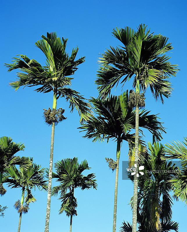 槟榔树图片素材